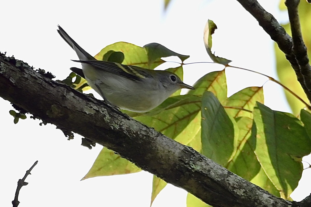 Chestnut-sided Warbler - ML641924392