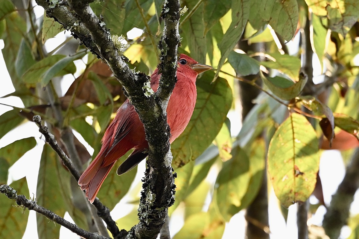 Summer Tanager - ML641924399
