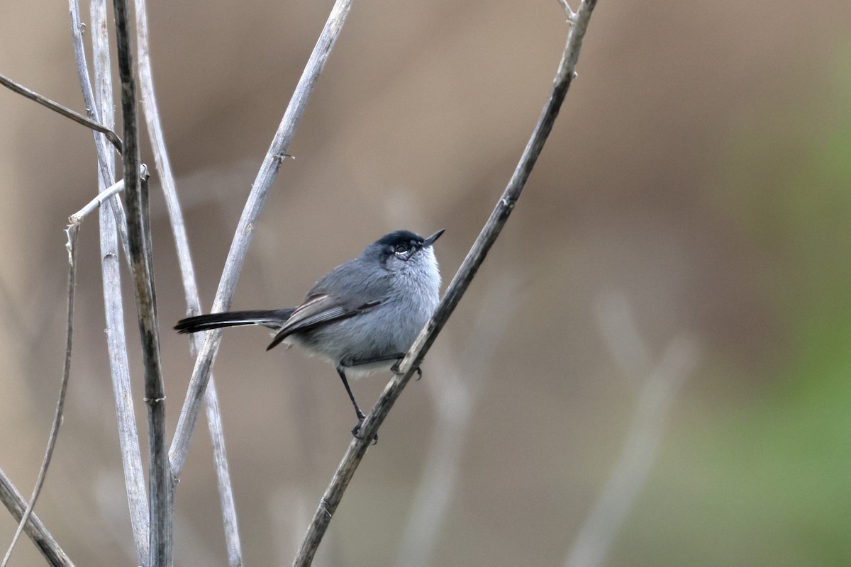 California Gnatcatcher - ML641924403