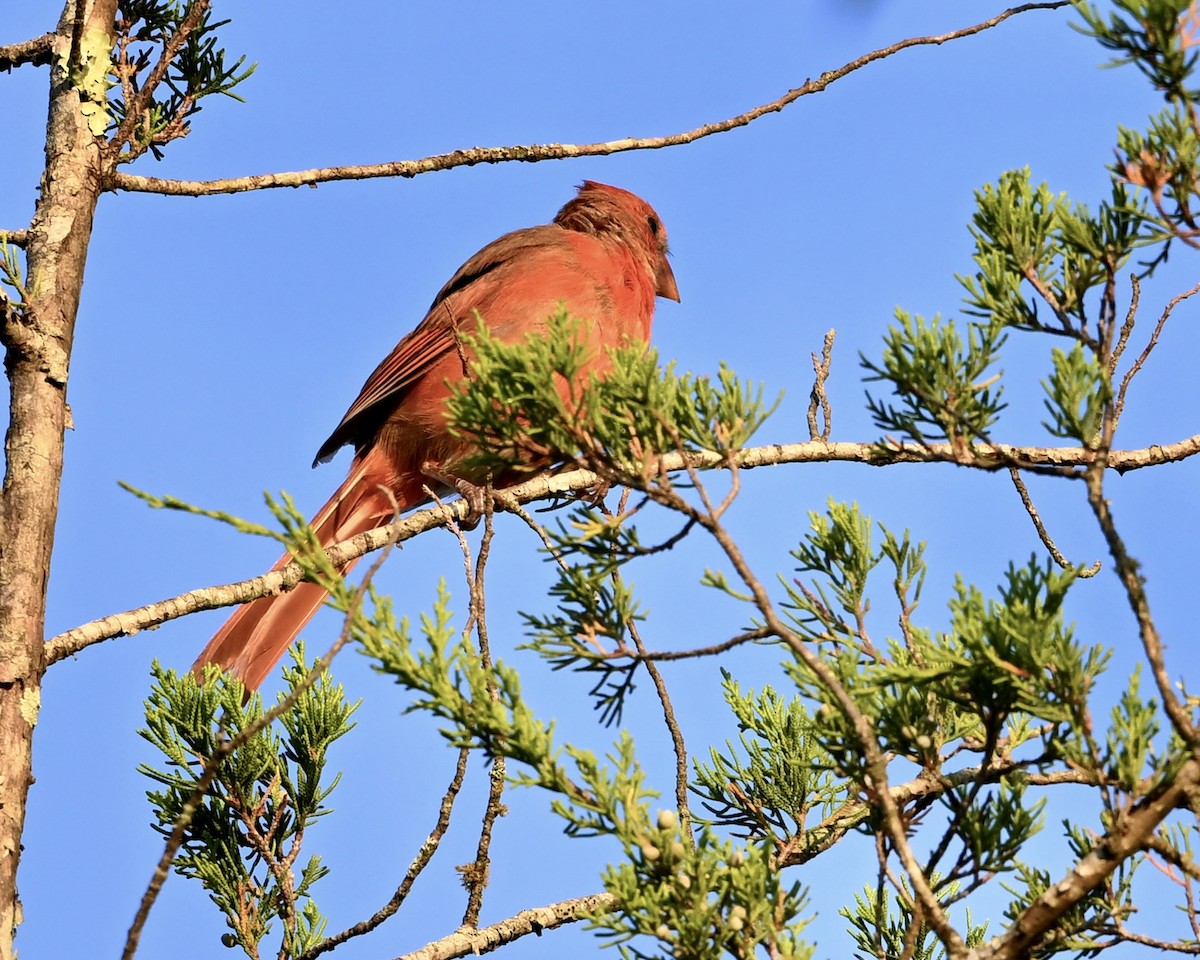 Northern Cardinal - ML641924408