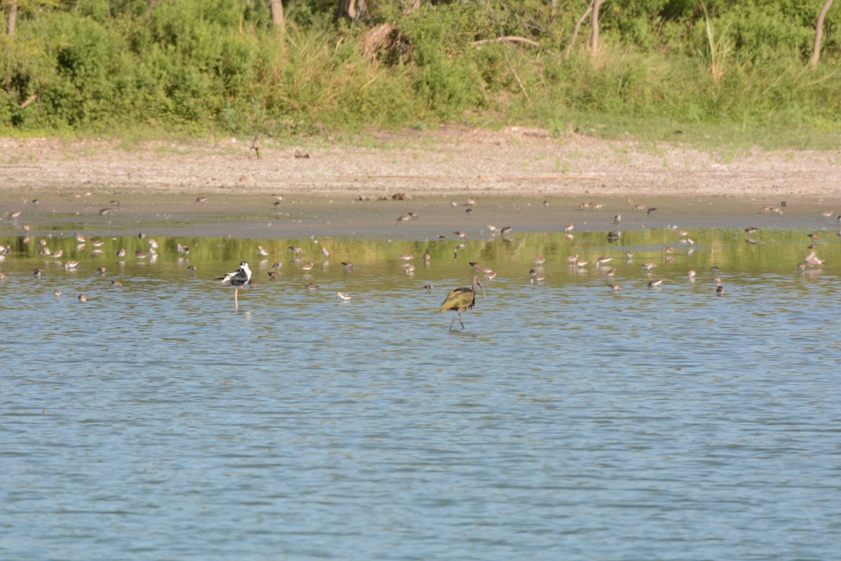 White-faced Ibis - Taylor Abbott