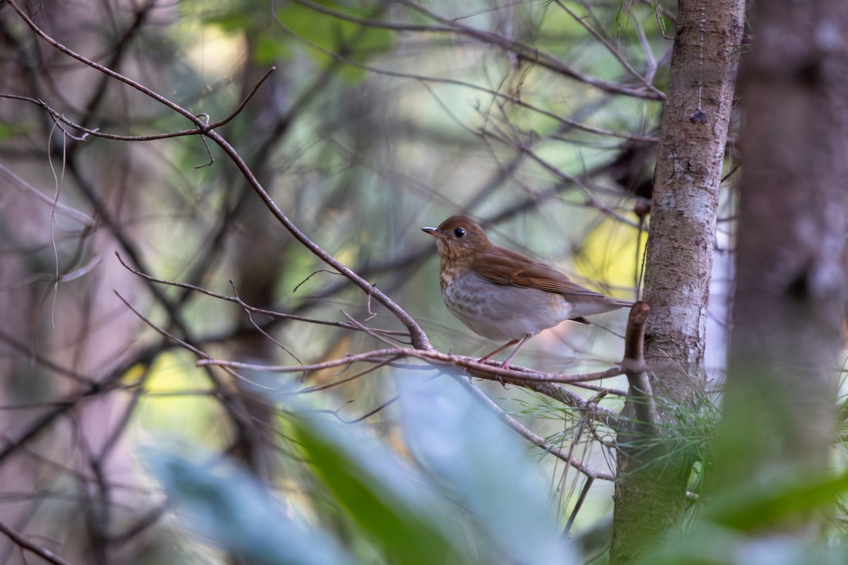 Veery - ML641924418