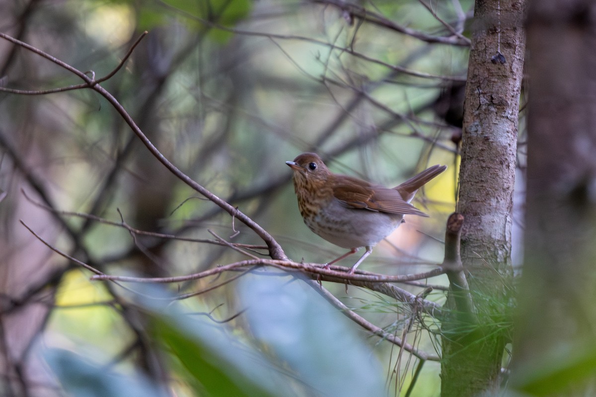 Veery - ML641924419