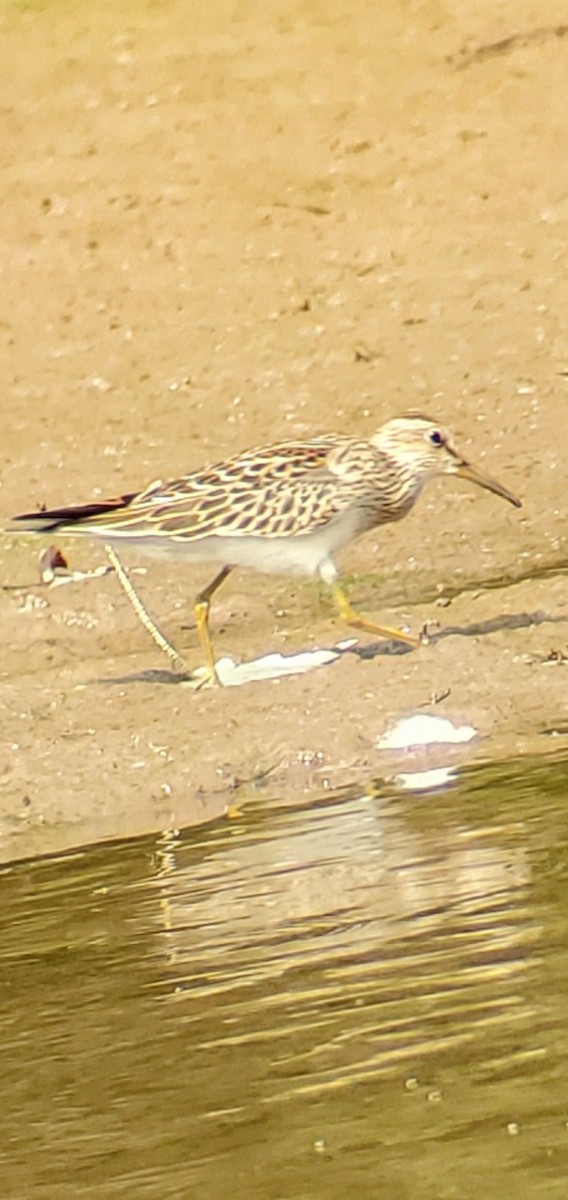 Pectoral Sandpiper - ML641924423