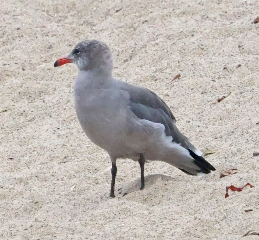 Heermann's Gull - ML641924431