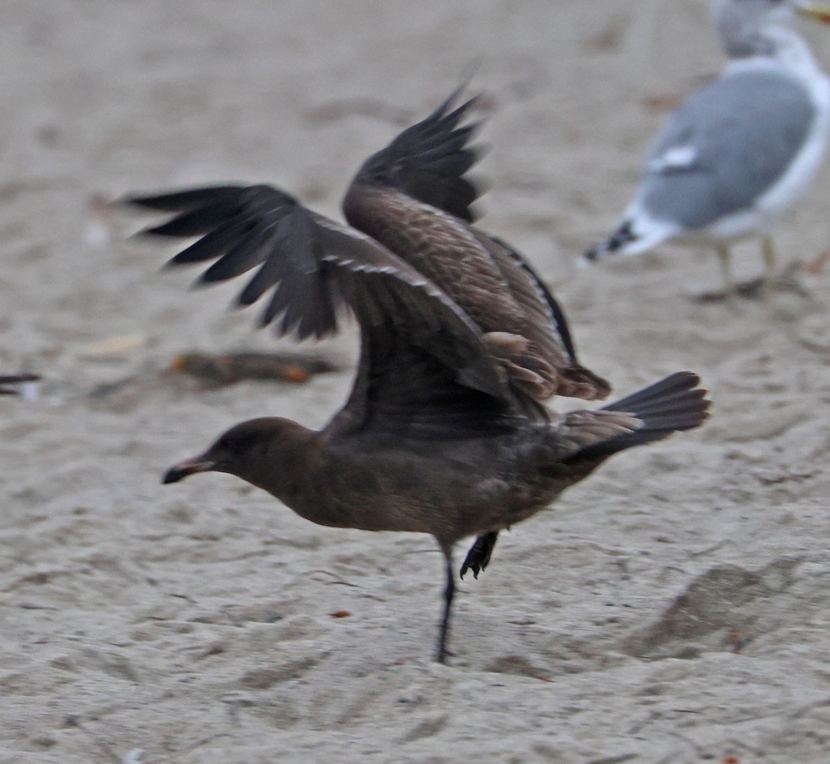 Heermann's Gull - ML641924432