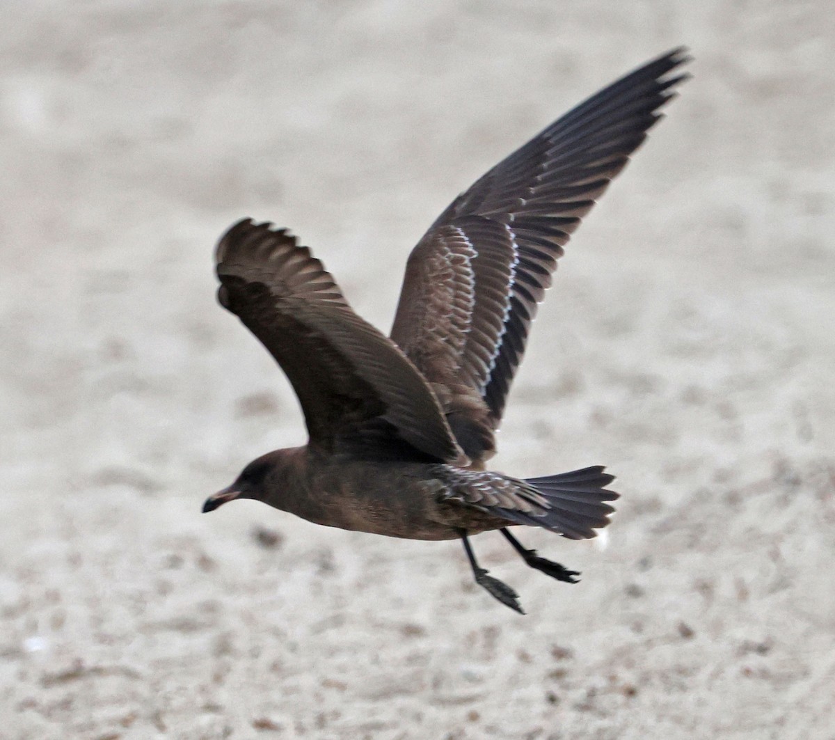 Heermann's Gull - ML641924433