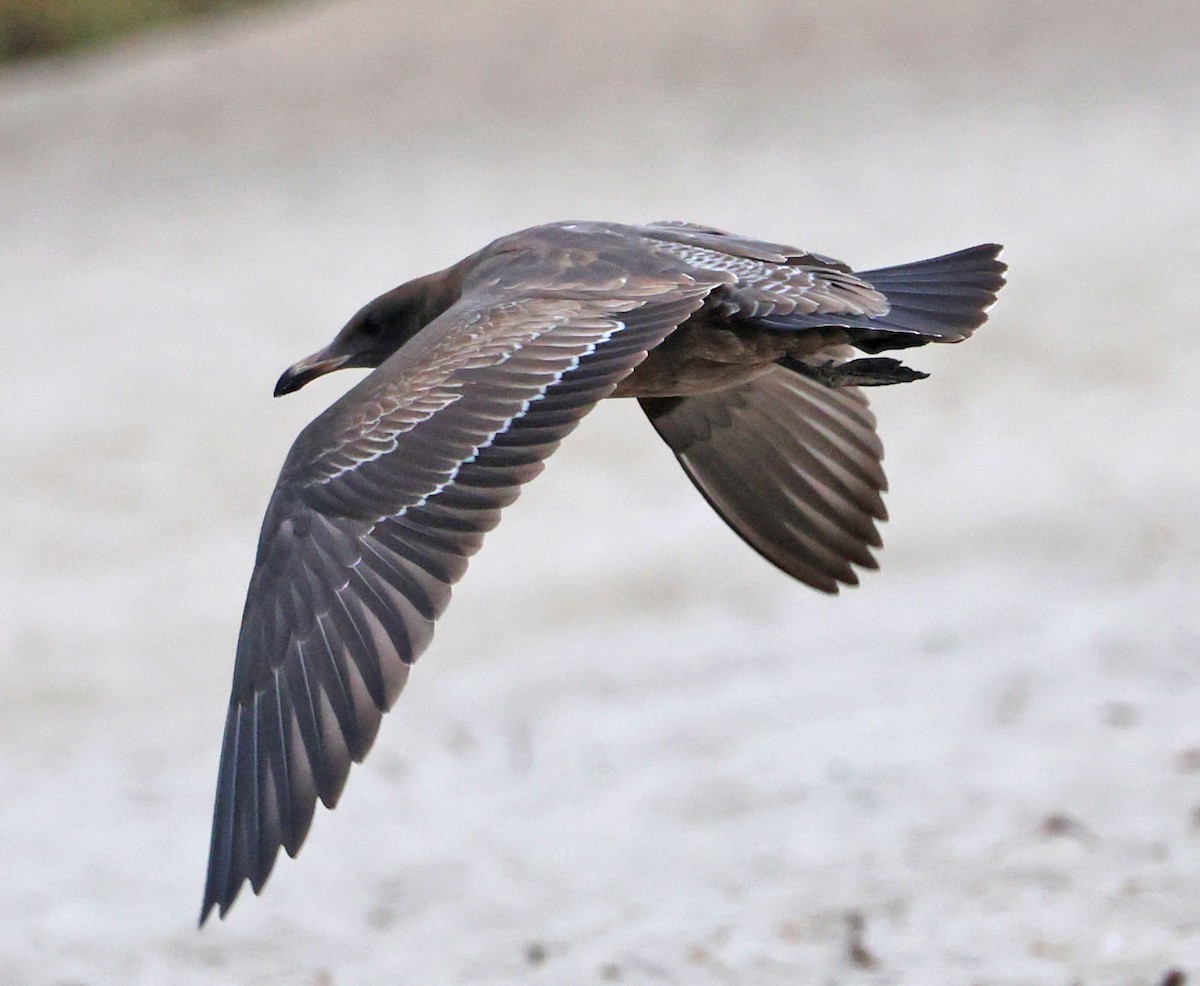 Heermann's Gull - ML641924434