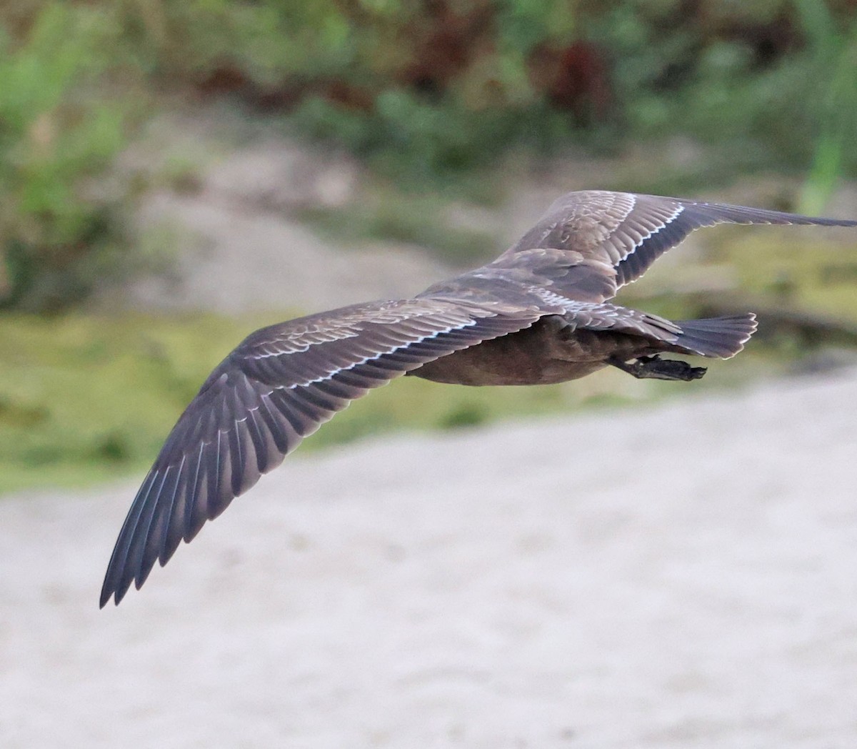 Heermann's Gull - ML641924435