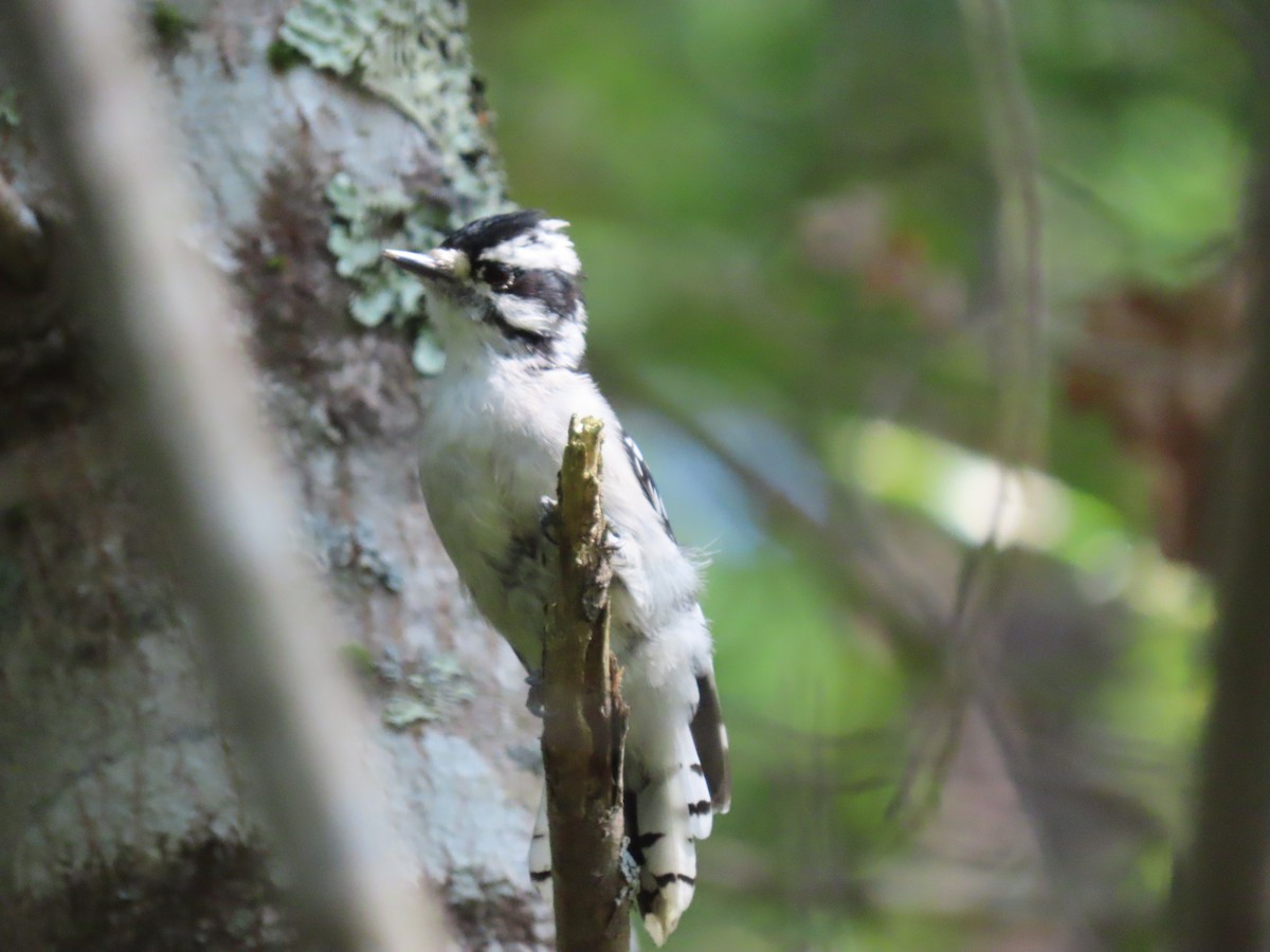 Downy Woodpecker - ML641924436