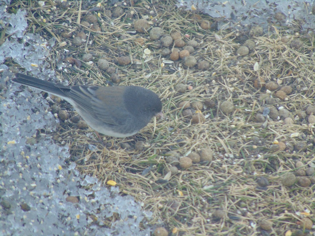 vinterjunko (cismontanus) - ML641924437