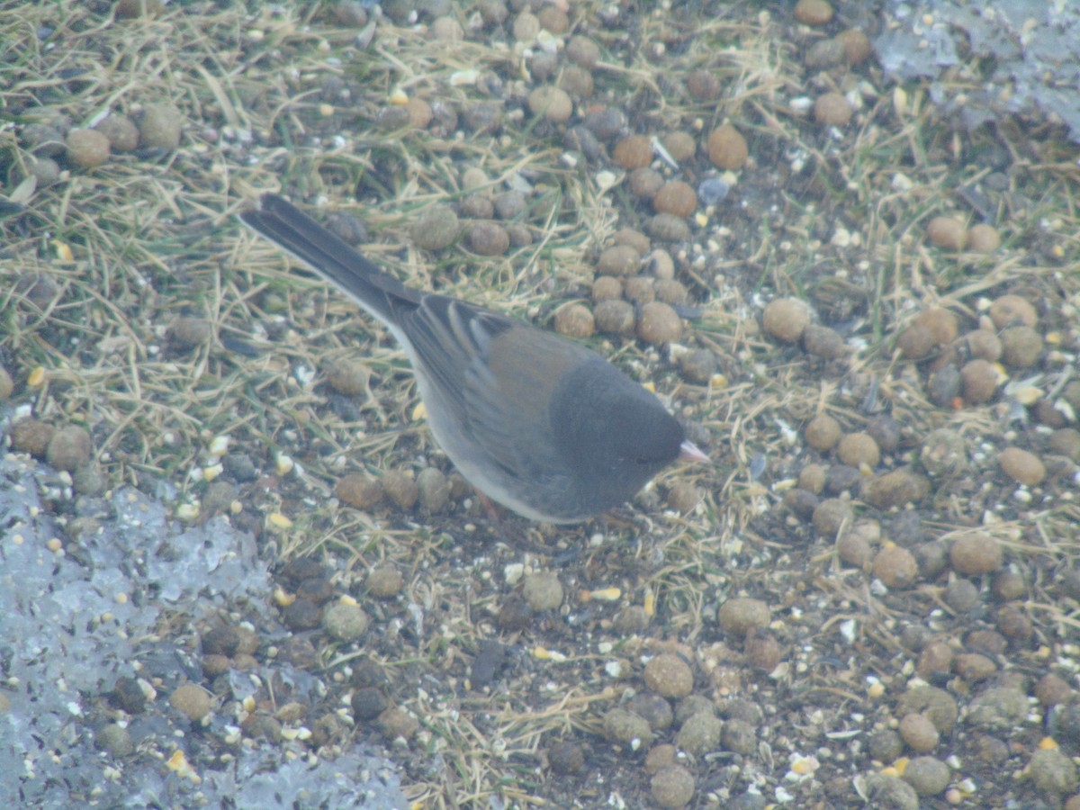vinterjunko (cismontanus) - ML641924438