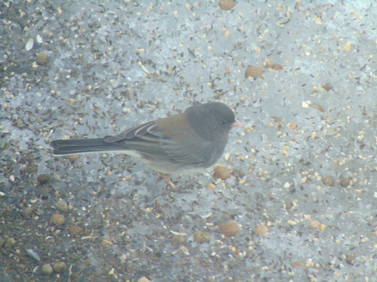 vinterjunko (cismontanus) - ML641924439