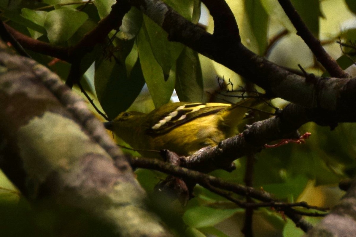 Green Iora - ML641924442
