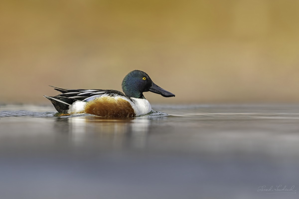 Northern Shoveler - ML641924443