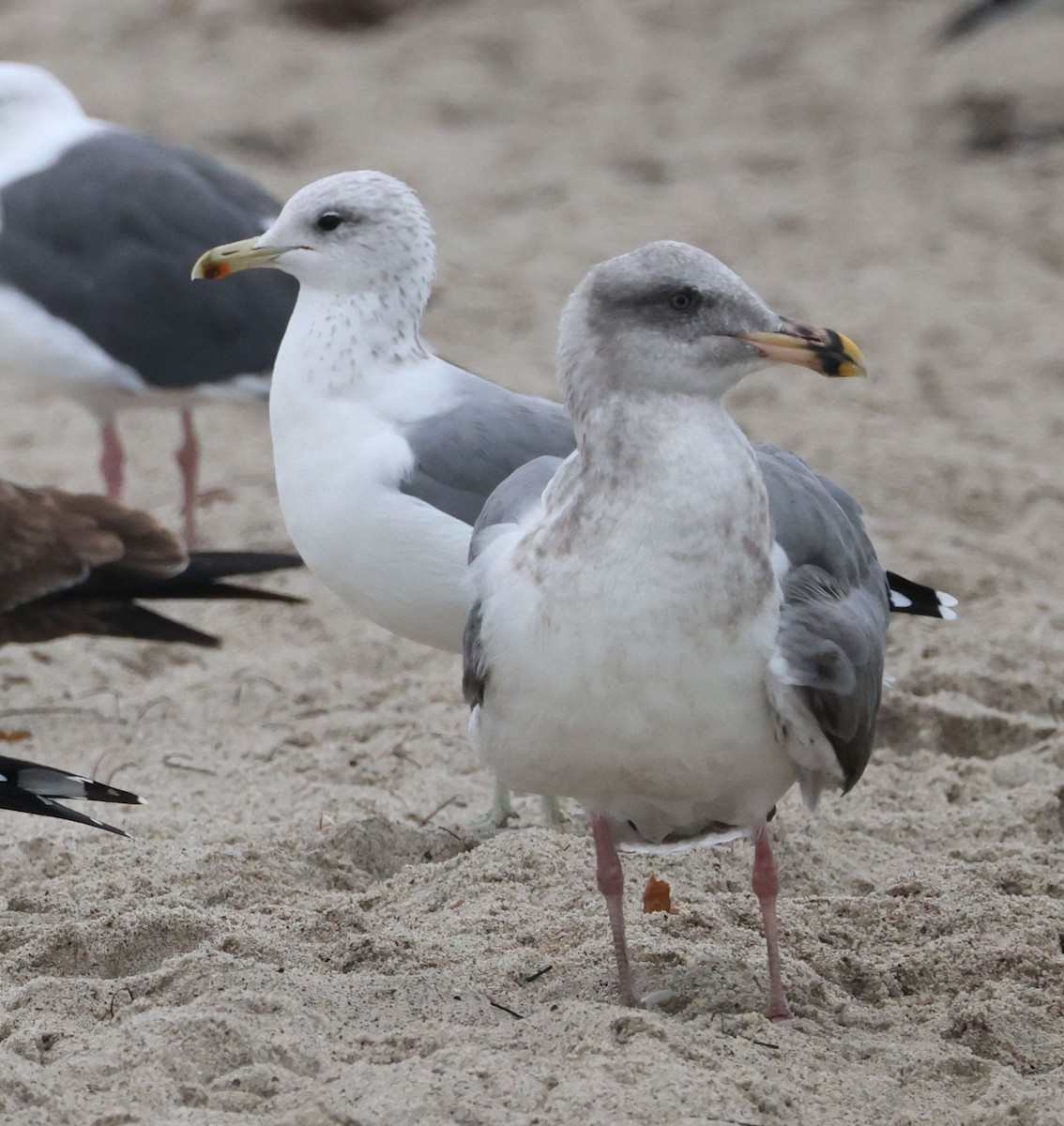 Western Gull - ML641924444