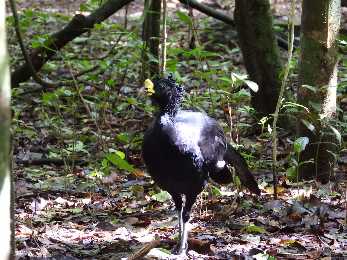Great Curassow - ML641924450
