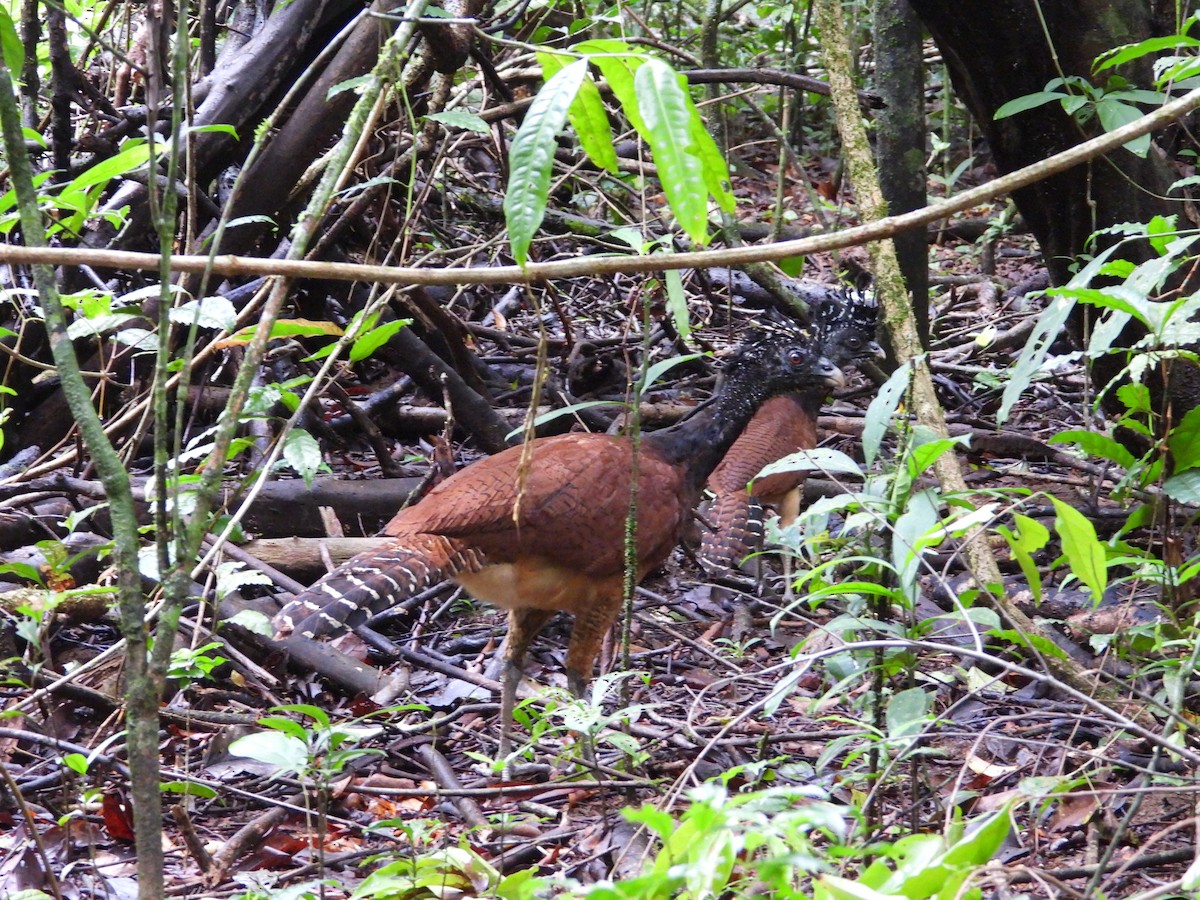 Great Curassow - ML641924451