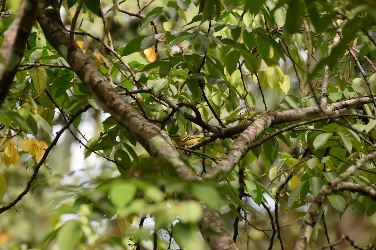 Green Iora - ML641924452