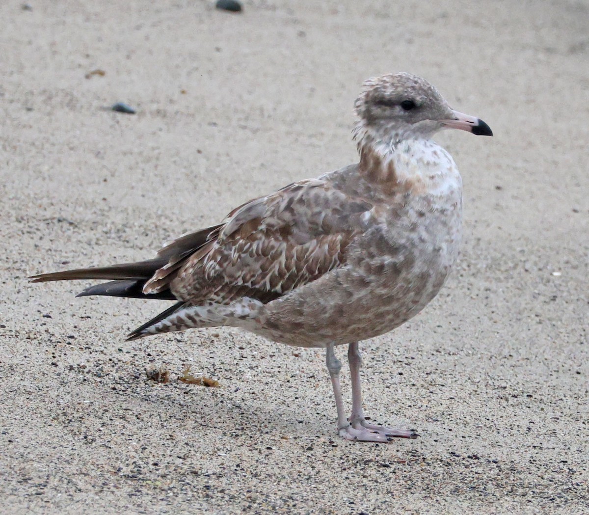 California Gull - ML641924460