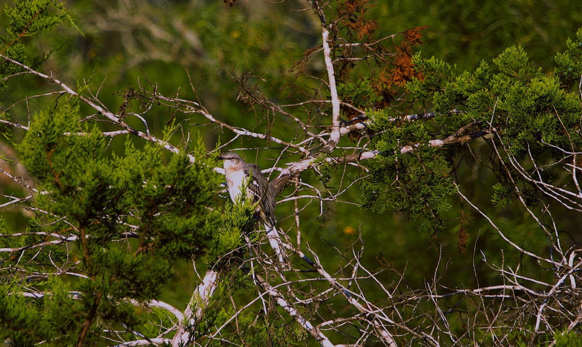 Northern Mockingbird - ML641924466