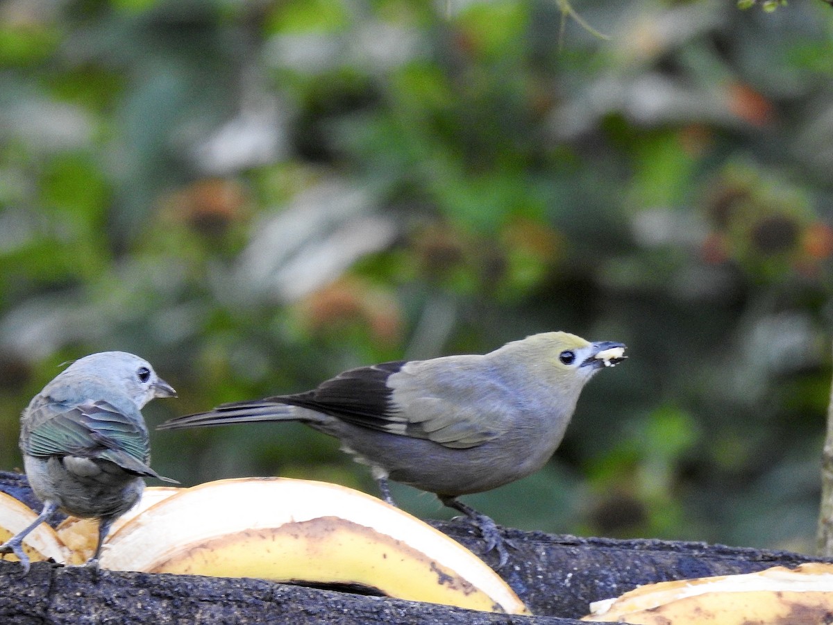 Palm Tanager - ML641924477