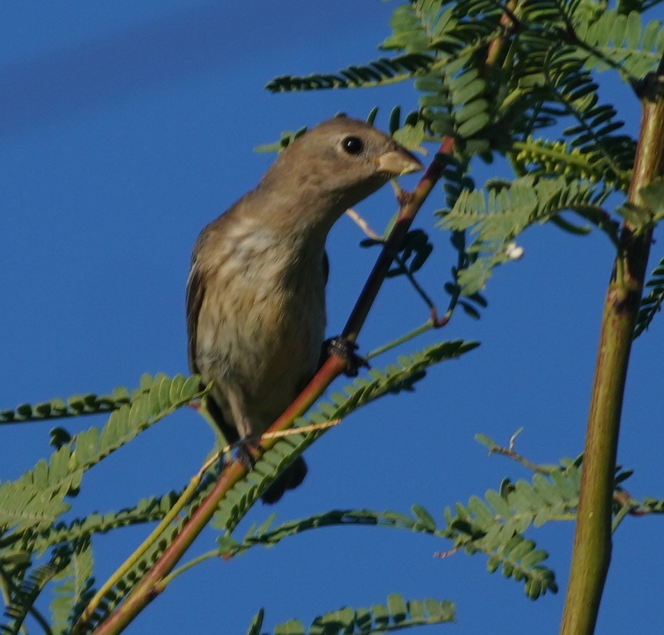 Lazuli Bunting - ML641924548