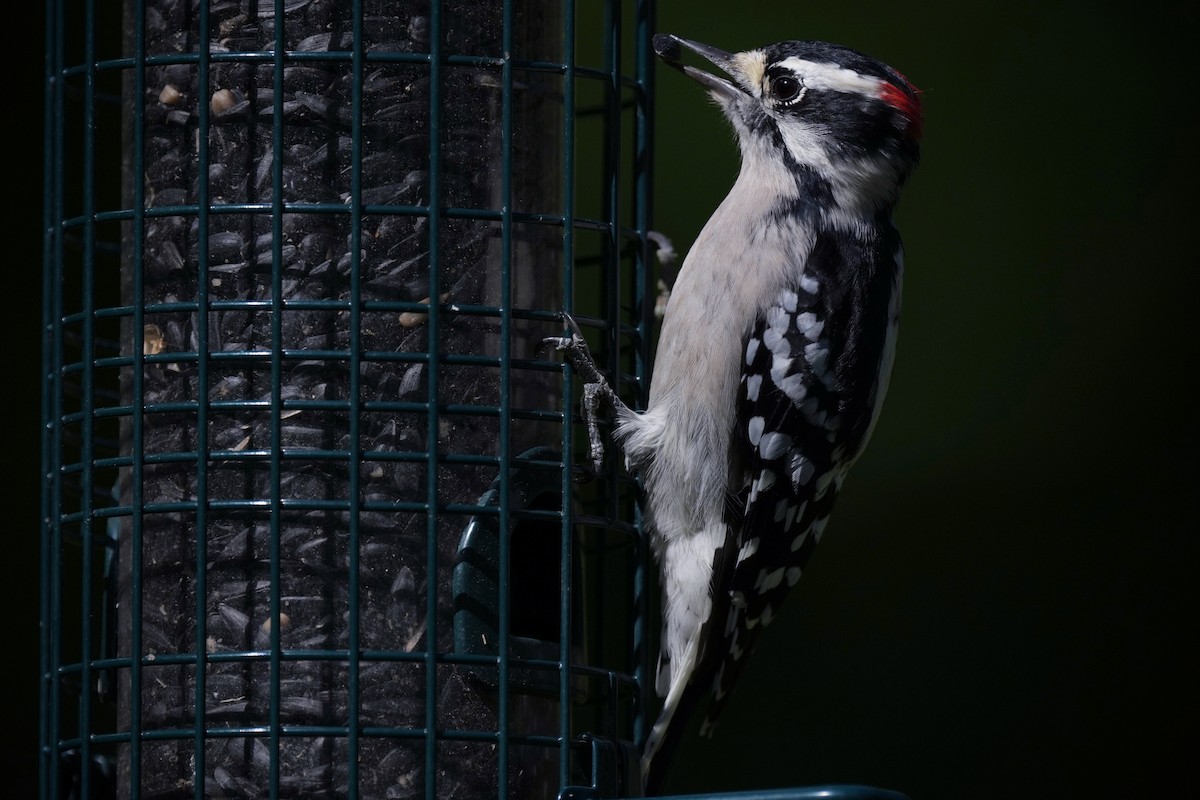 Downy Woodpecker - ML641924569
