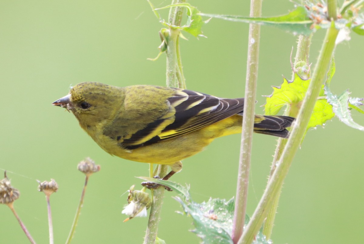Hooded Siskin - ML641924571