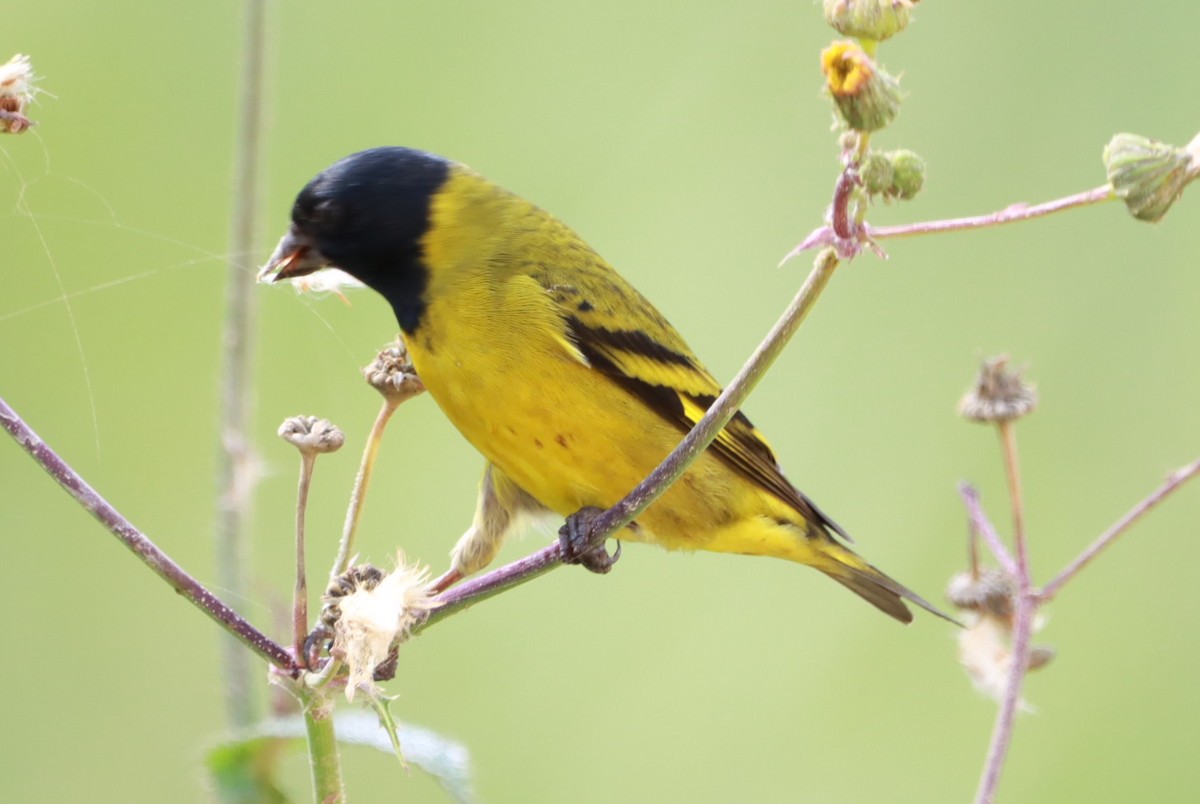 Hooded Siskin - ML641924572