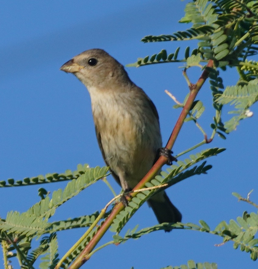 Lazuli Bunting - ML641924583