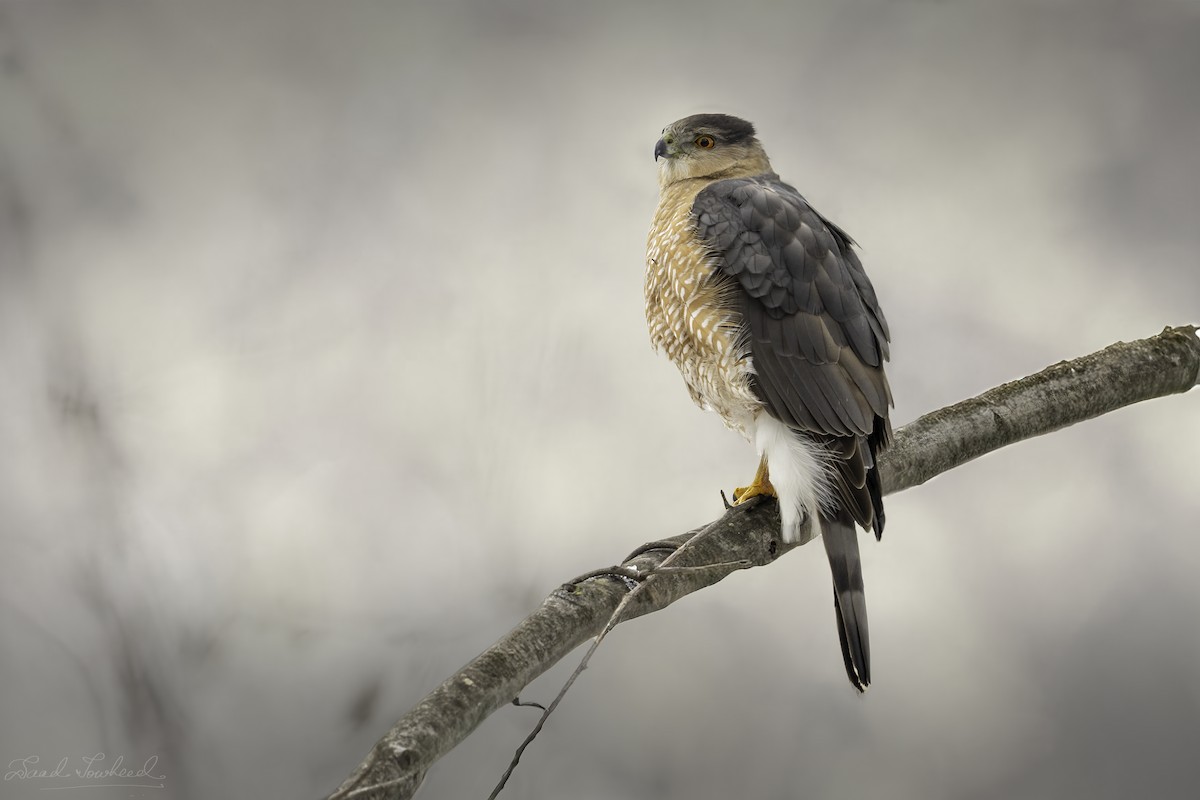 Cooper's Hawk - ML641924589