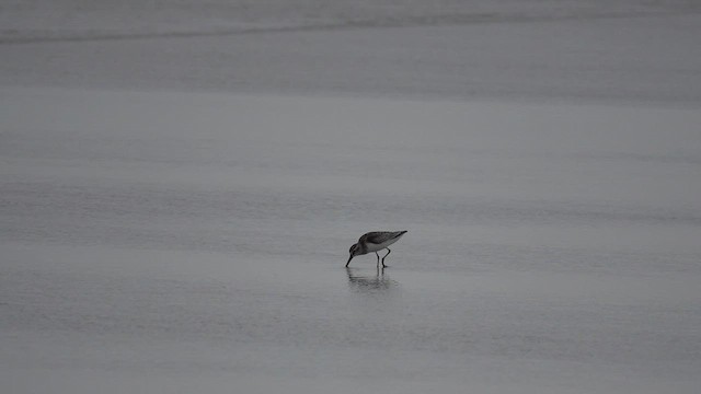 Broad-billed Sandpiper - ML641924600