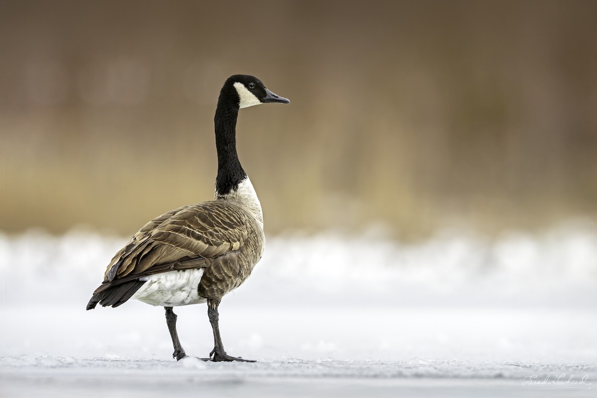 Canada Goose - ML641924613