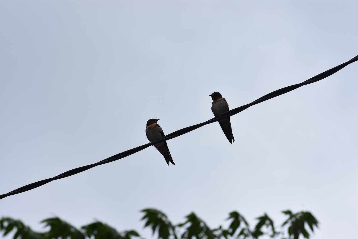 Pacific Swallow - ML641924615