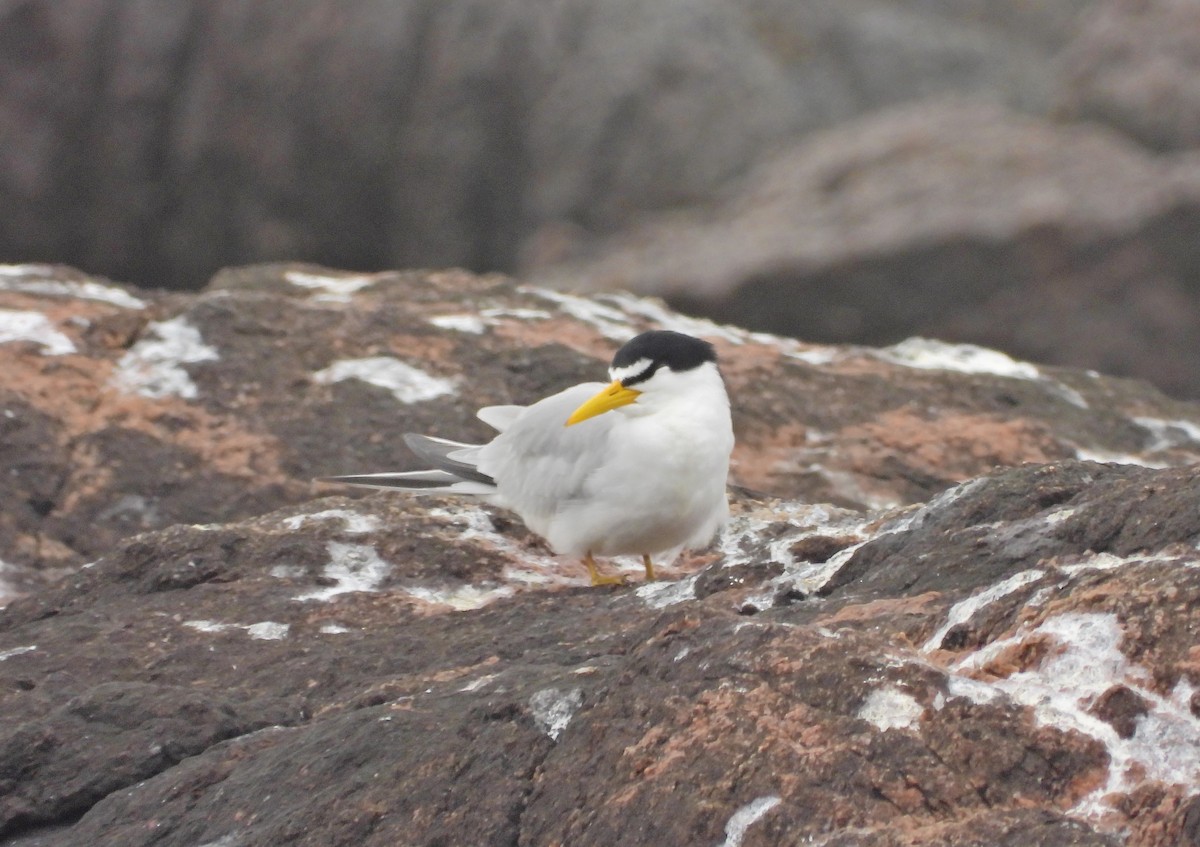 Yellow-billed Tern - ML641924636