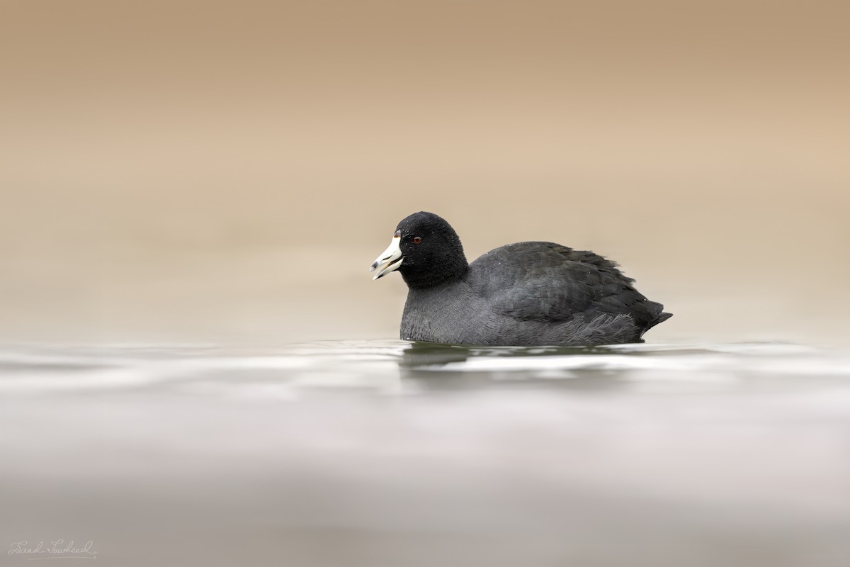 American Coot - ML641924649