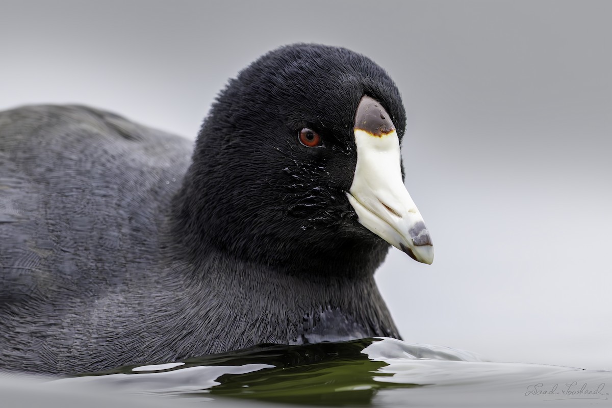 American Coot - ML641924654