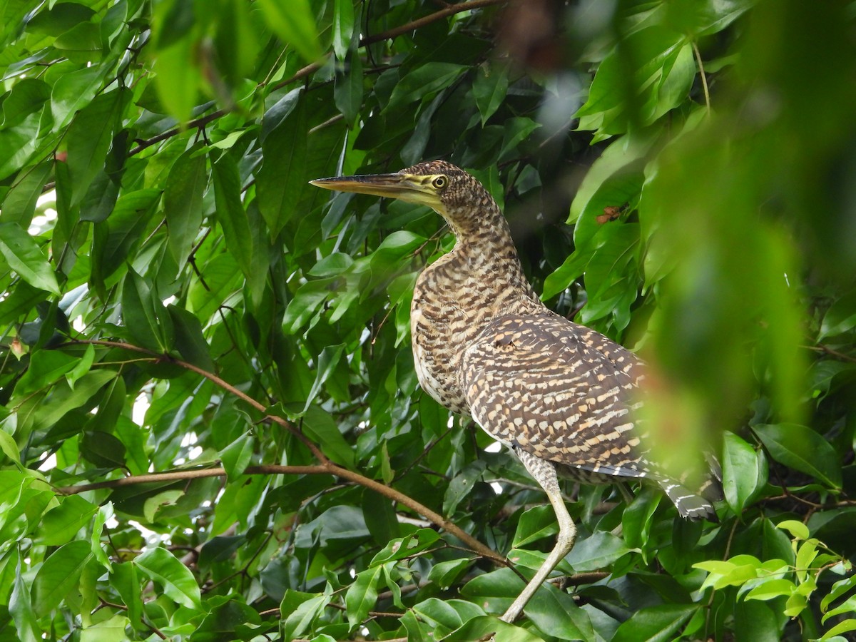 Bare-throated Tiger-Heron - ML641924659