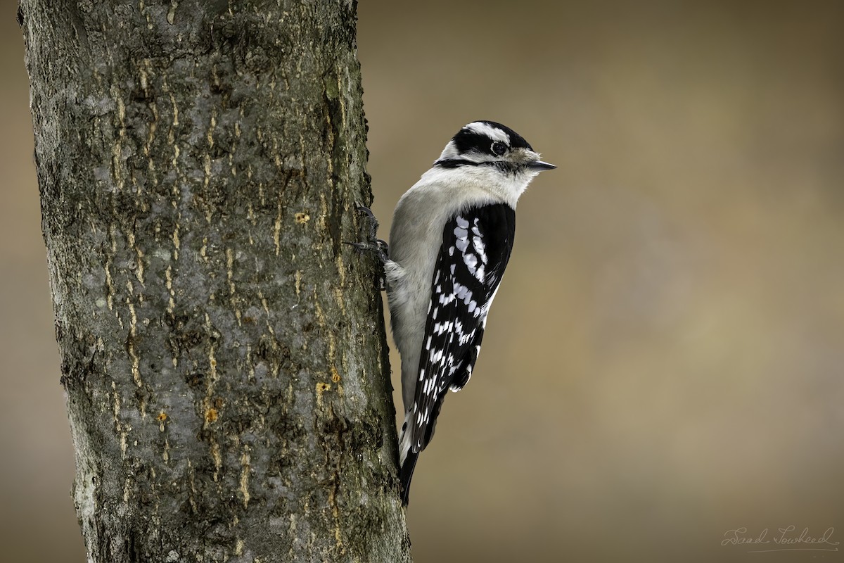 Downy Woodpecker - ML641924679