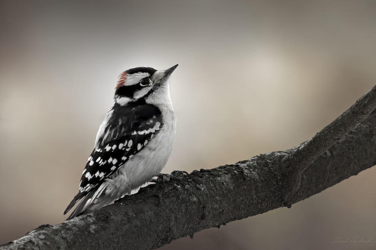 Downy Woodpecker - ML641924680