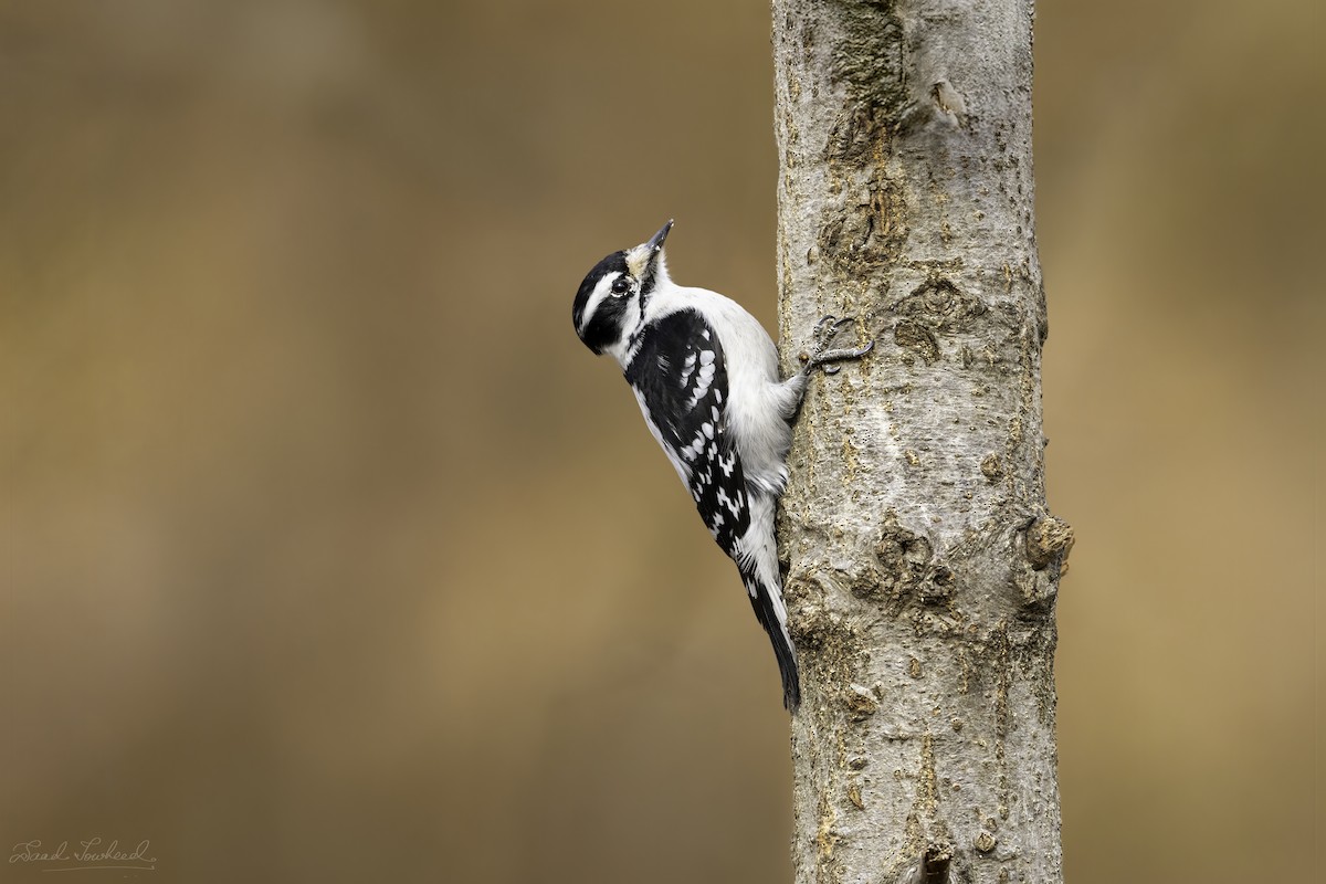 Downy Woodpecker - ML641924682
