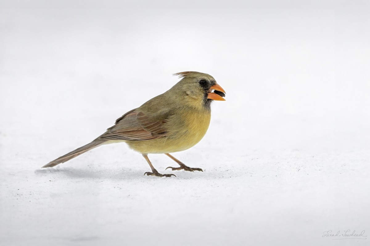 Northern Cardinal - ML641924691