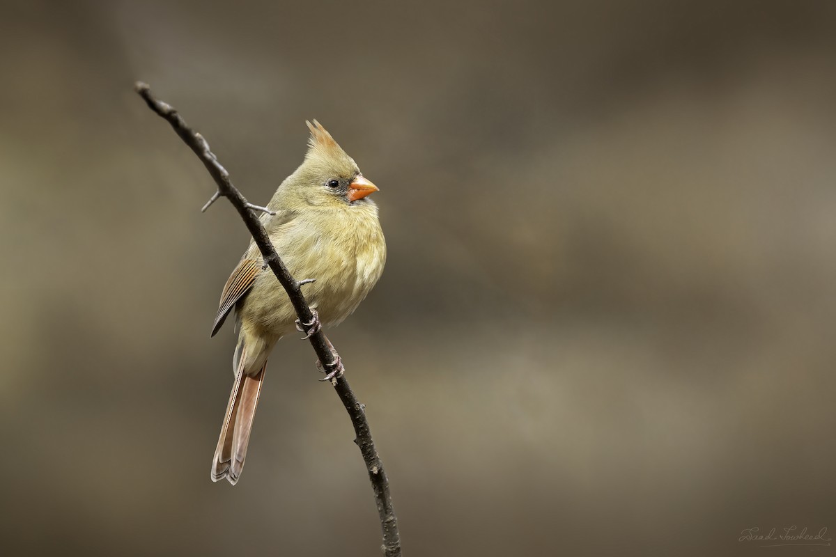 Northern Cardinal - ML641924700