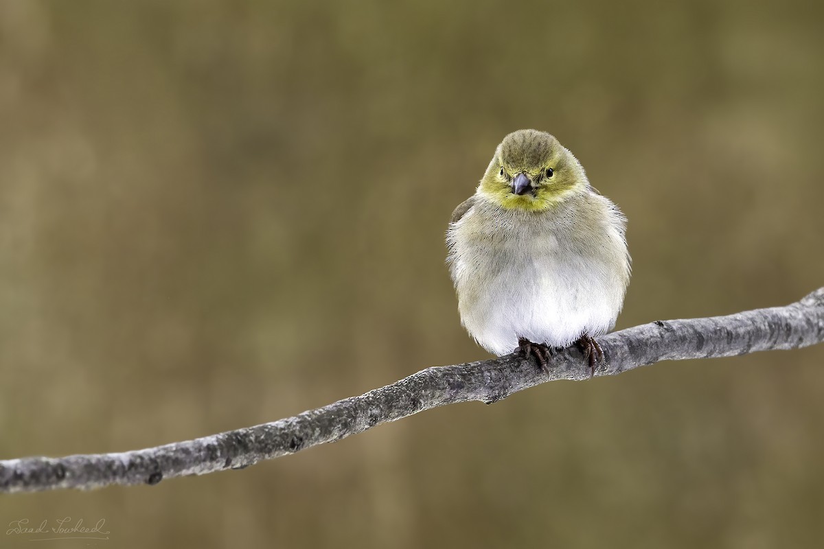 American Goldfinch - ML641924707