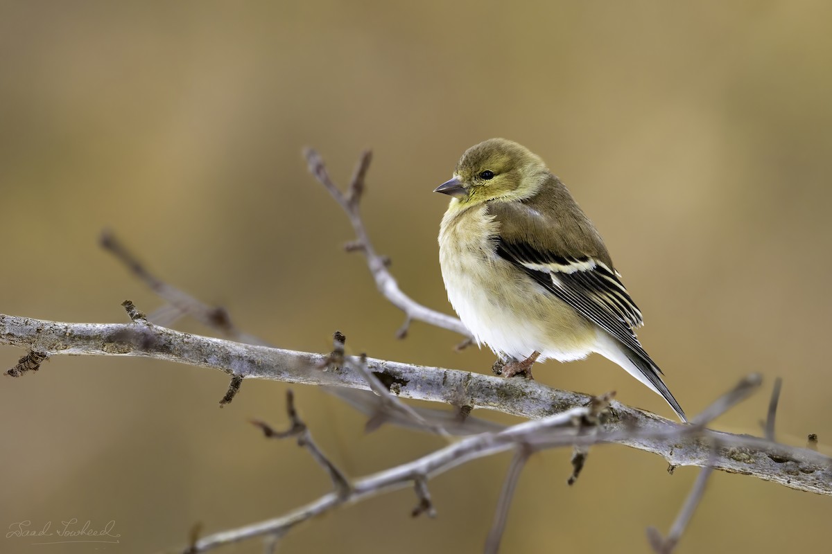 American Goldfinch - ML641924708
