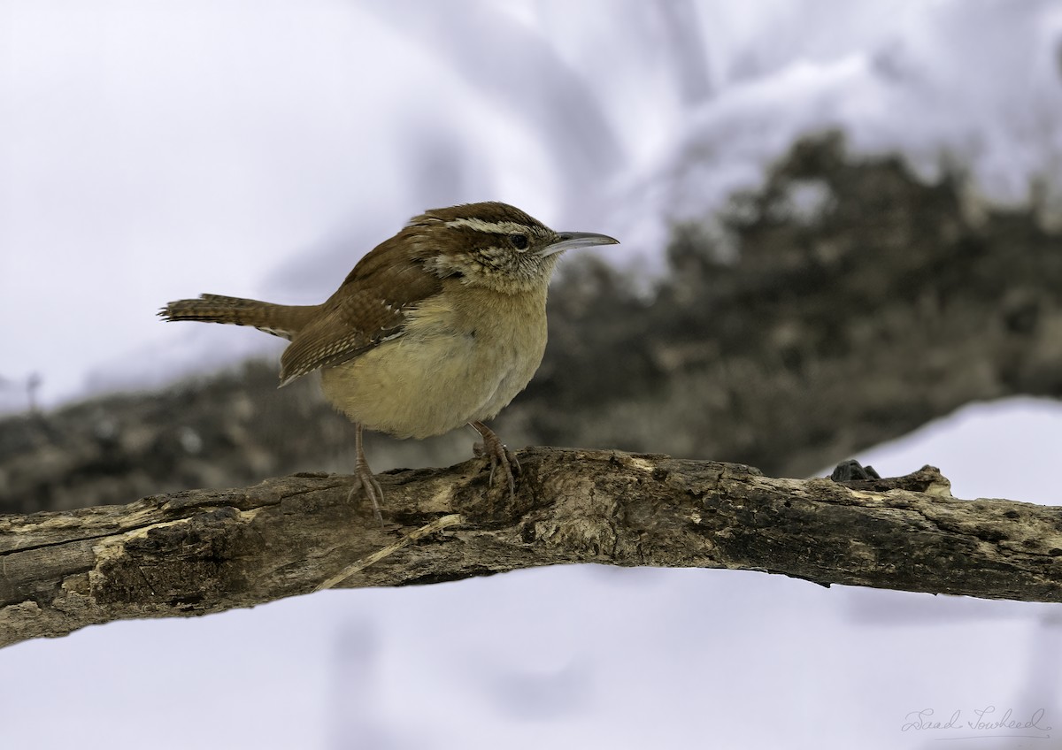 Carolina Wren - ML641924715