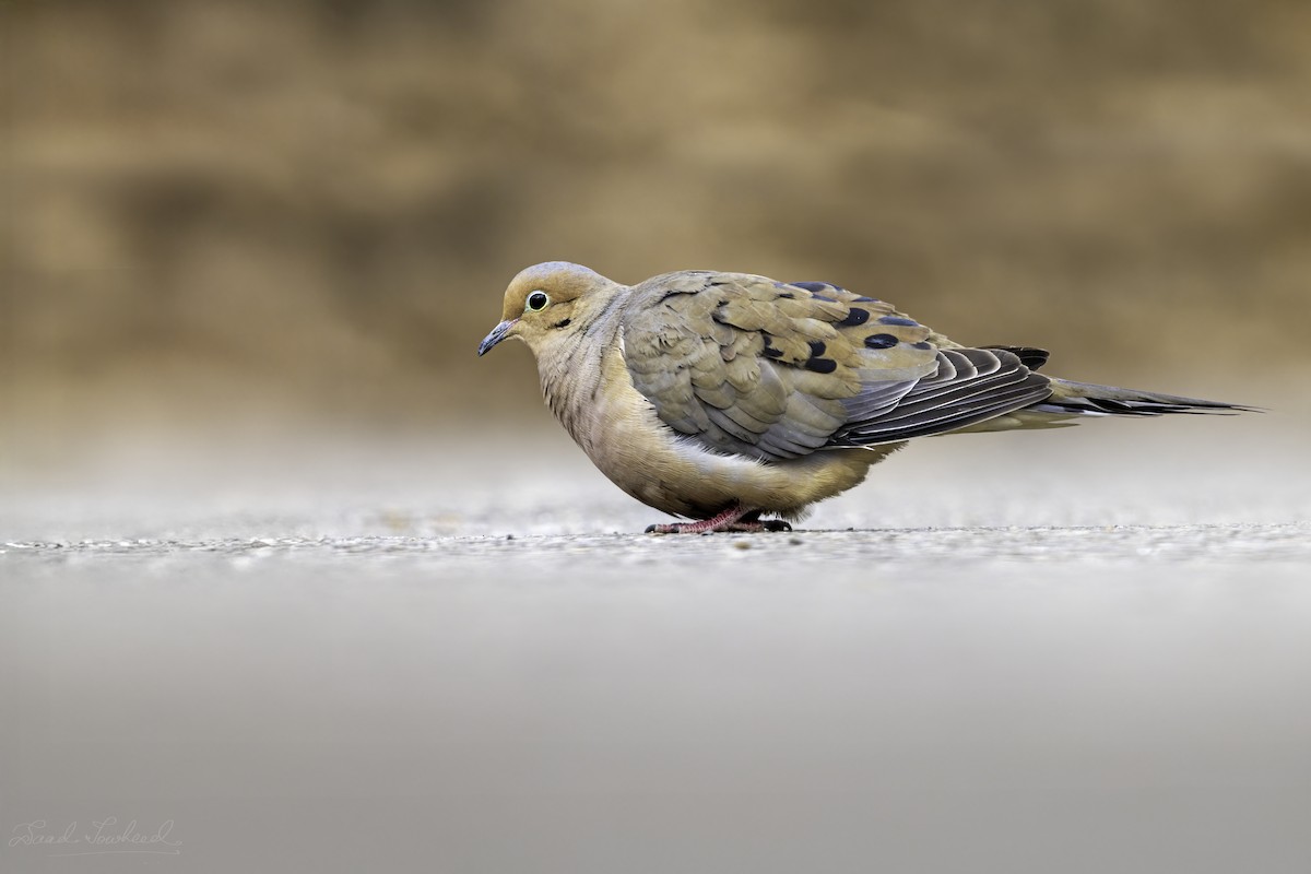 Mourning Dove - ML641924735