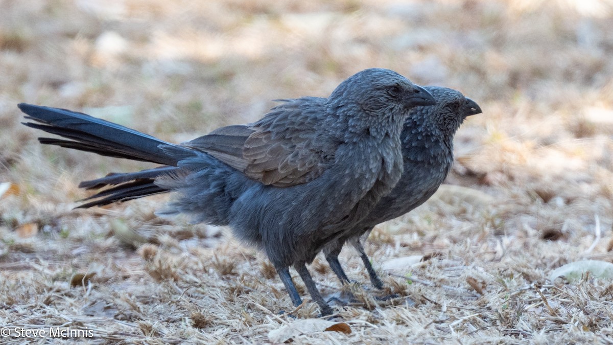 Apostlebird - ML641924747