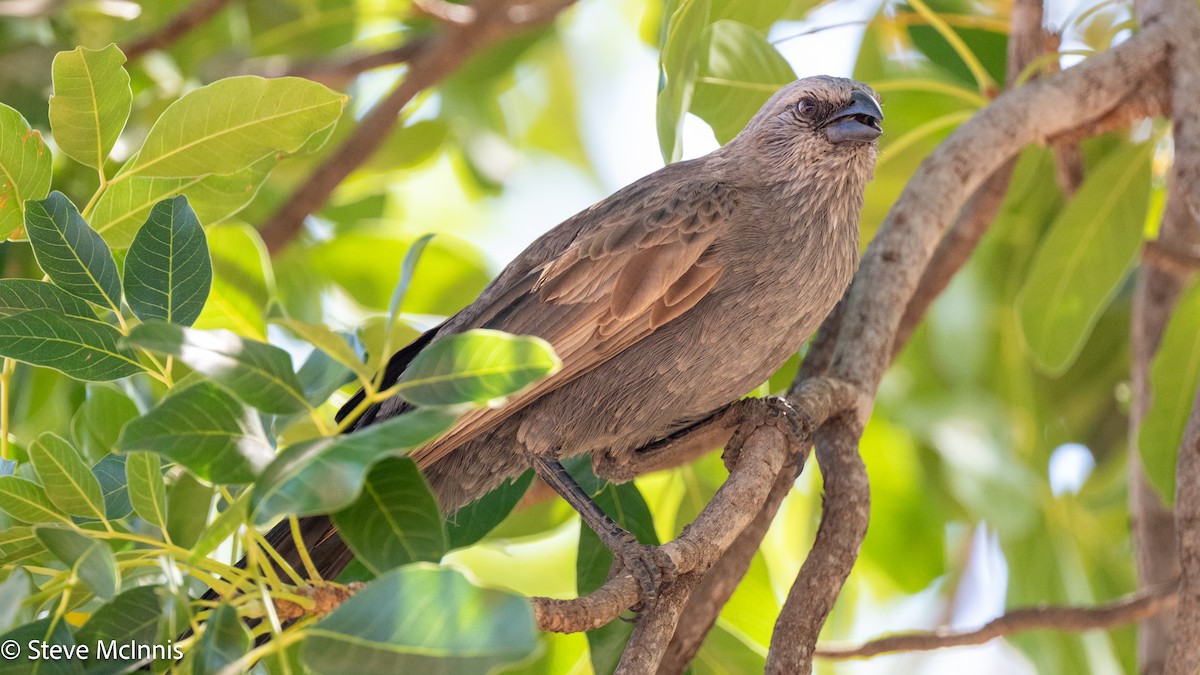 Apostlebird - ML641924750